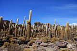 BOLIVIA 2 - Isla Los Pescados - 07